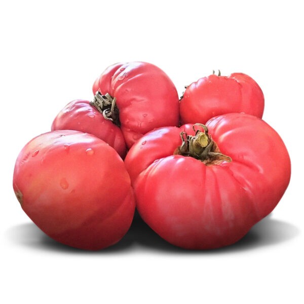 Majia-Tomates